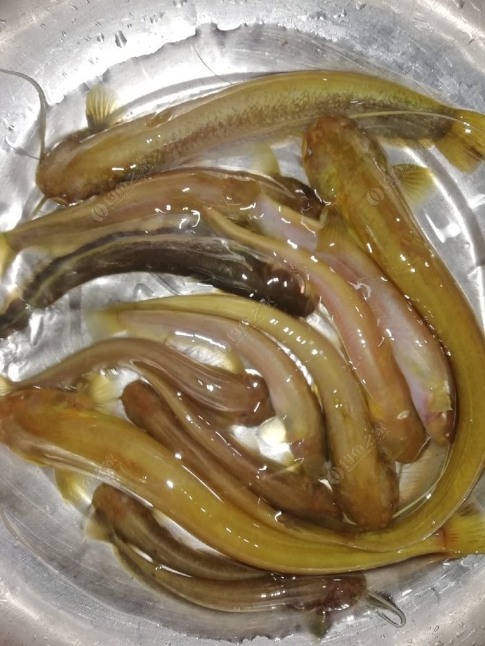 广西山鲶鱼图片
