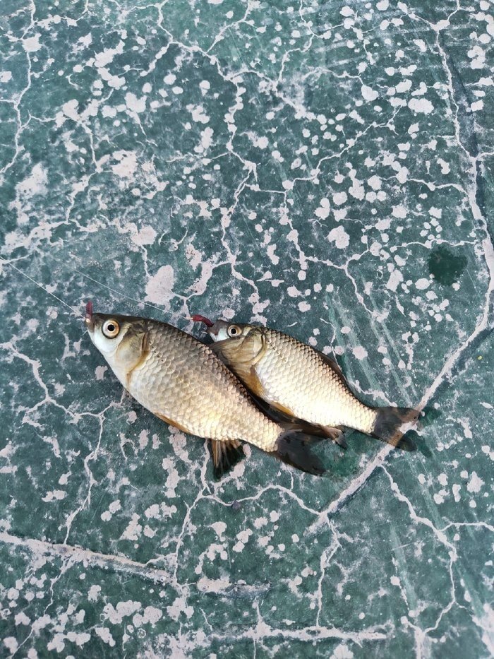 雪山下的小鱼图片