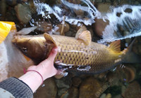 【放生魚獲】怒發(fā)沖冠為紅顏，瀟灑放流大鯉魚