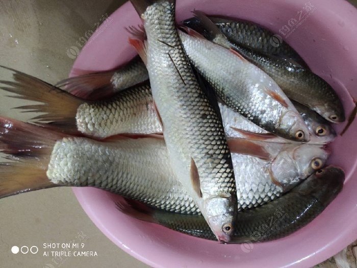 邕江孟加拉鱼图片