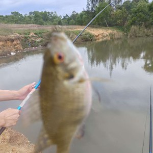 飞鹅行水库