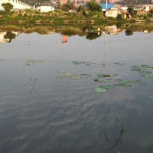 小石坝公家村垂钓塘