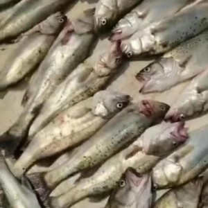 獵魚海釣俱樂部