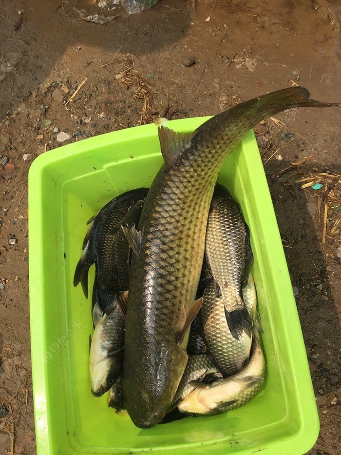今天鱼获 下大雨 7斤大梭鱼