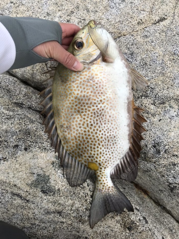 阳江海陵岛矶钓花泥猛一条爆箱! 