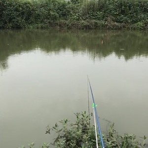 杨柳河