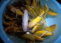 釣黃顙魚的方法分享