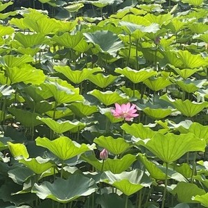 大陆泽国家湿地公园邢州湖