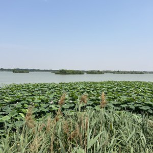 济南白云湖湿地公园