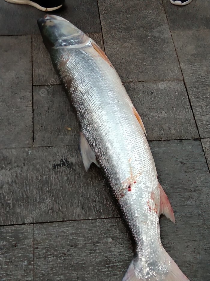 黑龙江鳡鱼图片