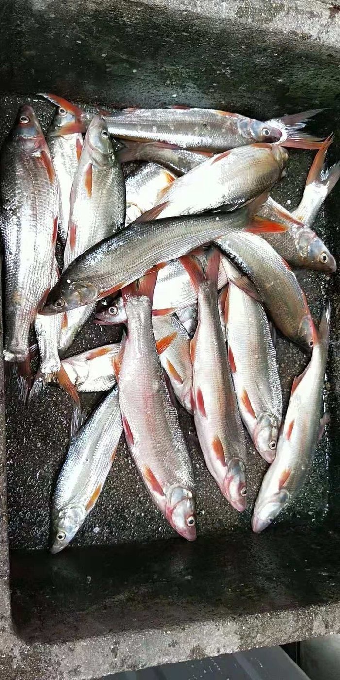 太平湖有机鱼图片