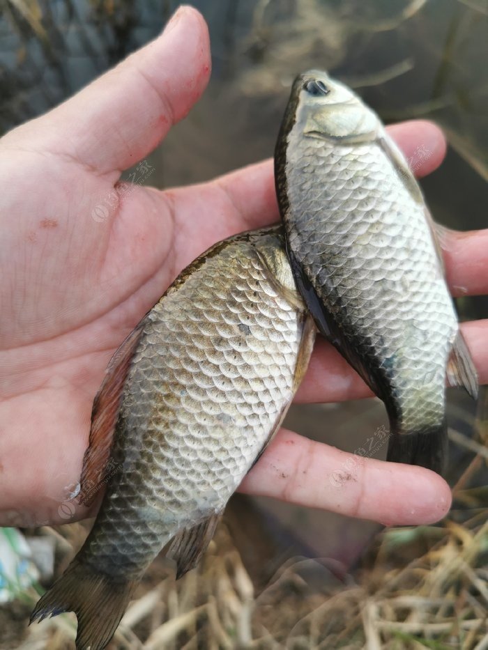 最近的魚不好釣,西城沒幾個釣點了,慘淡,今天的魚獲