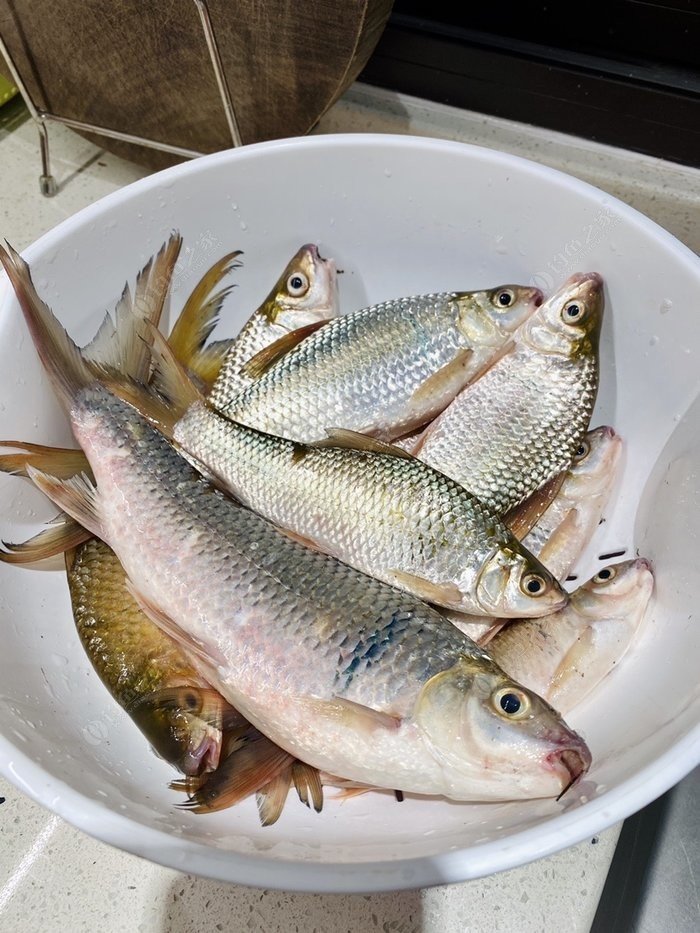 小欖木林森附近野河,鯪魚羅飛