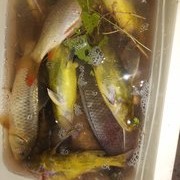 秋季釣魚，選擇釣位很簡單暴露菜地掃黃又來了