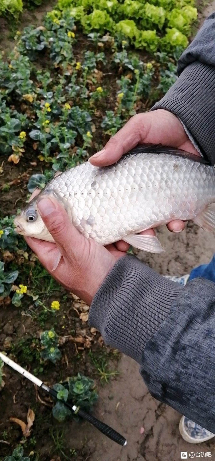 野釣 重慶自然水域 正綜的土鯽魚