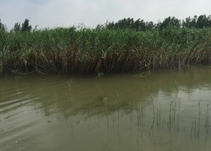 滁河马汊河交界处天气预报