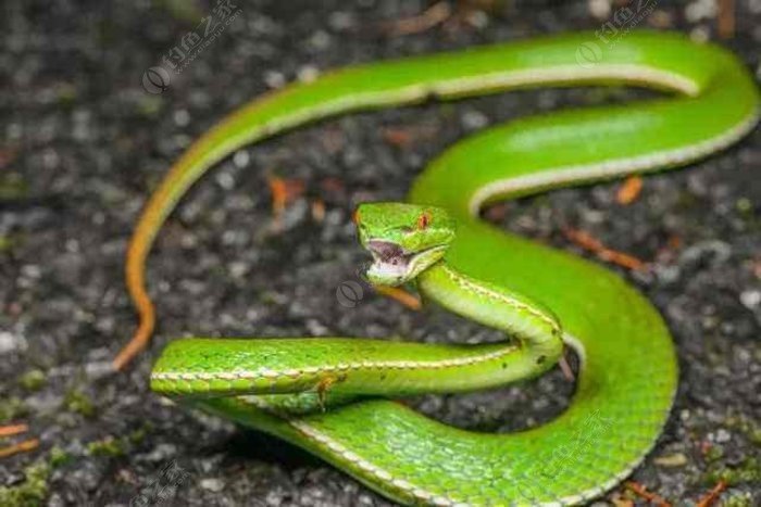 河南毒蛇图片