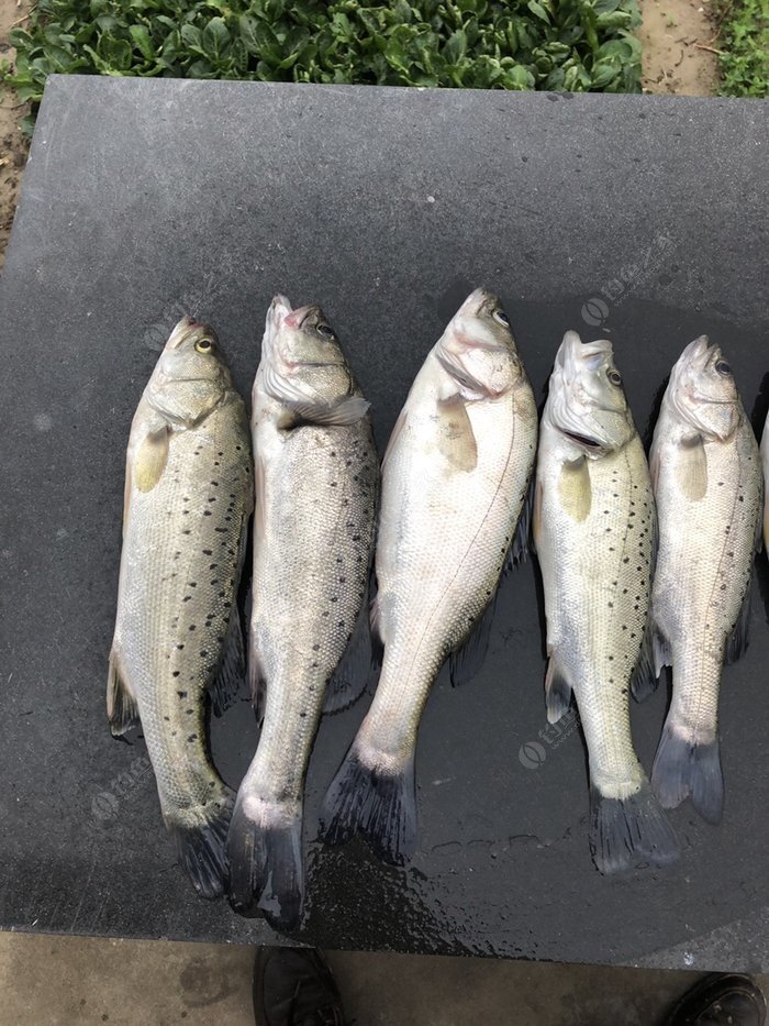 東陵釣鱸魚!