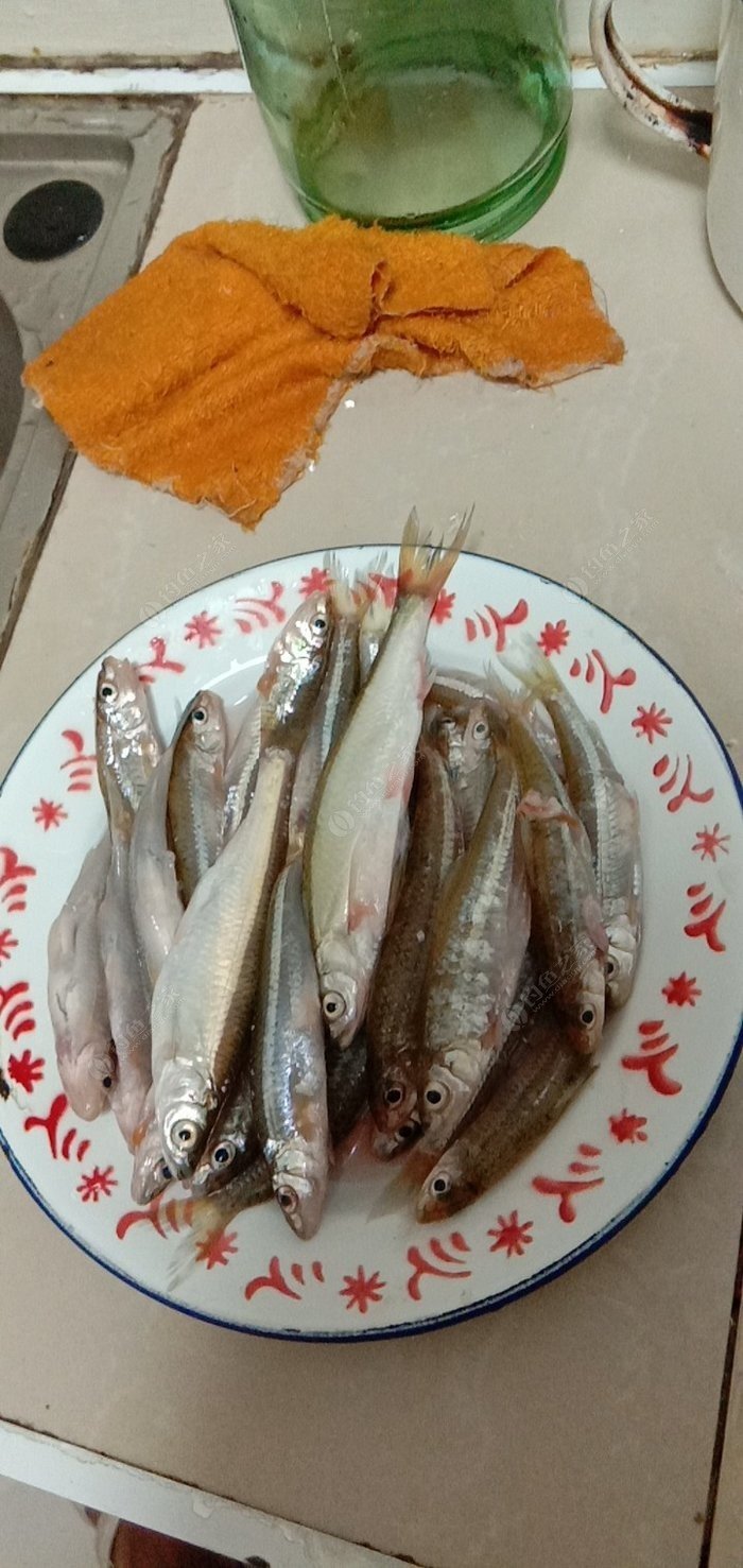 汉江鱼图片