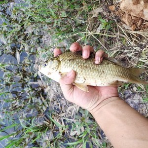 竹林水库