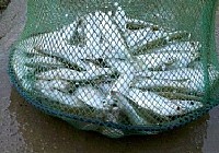 垂钓白条鱼技巧线组饵料钓法分析