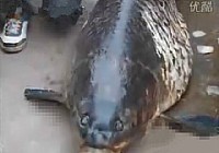 《水库钓鱼视频》水库钓到重达200斤大青鱼