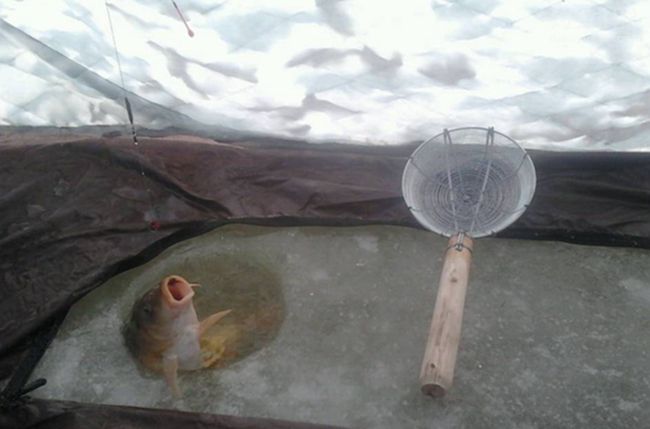 冬季冰钓鲫意外收获野生大鲤鱼