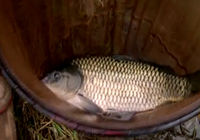 《釣友原創(chuàng)釣魚視頻》庫(kù)戰(zhàn)釣魚視頻 第12集 再戰(zhàn)巴家峪水庫(kù)(二)