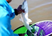 《钓鱼比赛视频》2014全国钓鱼锦标赛黑龙江北大荒站