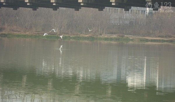 安昌河畔冬季钓鱼小有收获