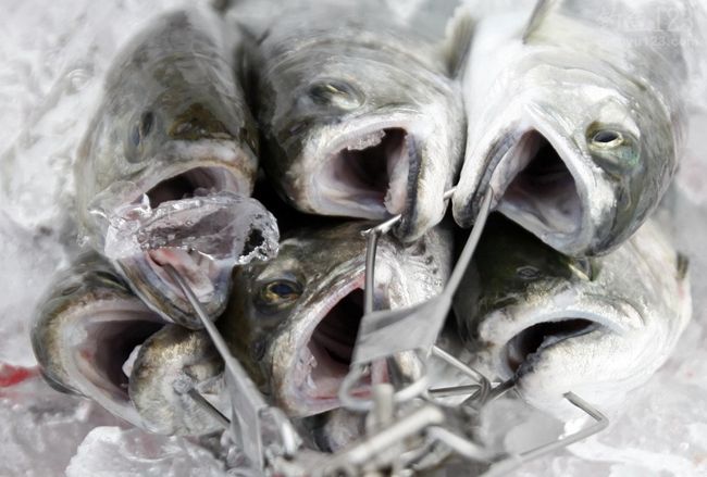 冰钓奇观:韩国鲑鱼冰钓节万人冰上垂钓