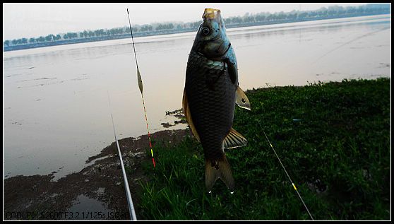 野釣初冬白河鯽魚(yú)雙飛連連上鉤