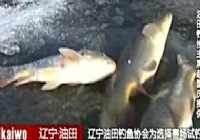 《鱼资渔味》20141218 举办盘锦千人冰钓赛视频