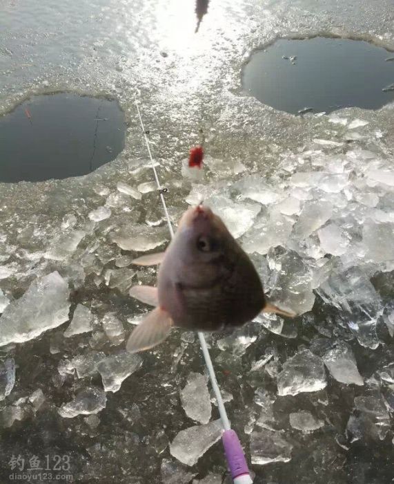 开冰凿洞寻鱼群冰钓鱼货也不错