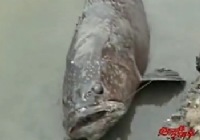 《江湖行钓鱼视频》114 台湾百斤石斑鱼视频(三)