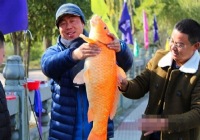 快乐垂钓工作站年会上钓获17斤大红鲤鱼