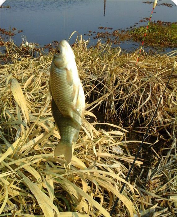 野釣新釣點(diǎn)爆釣鯽魚連連入護(hù)惹人喜