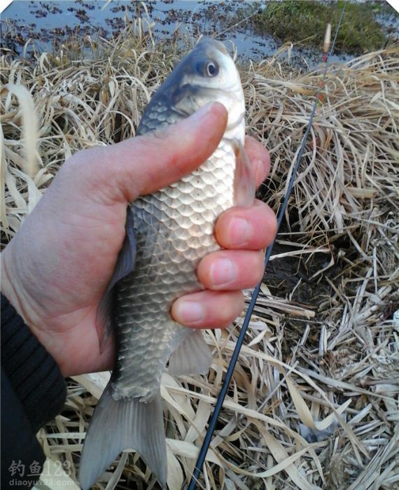 野釣新釣點爆釣鯽魚連連入護惹人喜