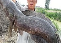 野河路亚18斤重大黑鱼
