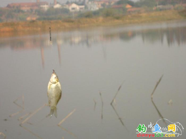 釣鯽魚(yú)