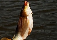 自制酸臭魚(yú)餌釣鯉魚(yú)釣鯽魚(yú)有奇效