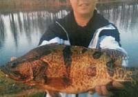 江河野釣6斤多的大鱖魚