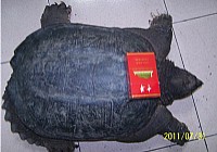 嘉定城河钓获20斤重北美鳄龟