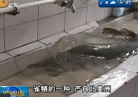 青島市民在水庫里釣到十大兇猛淡水魚之一的雀鱔