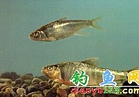 寬鰭[魚(yú)鼠]七色魚(yú)