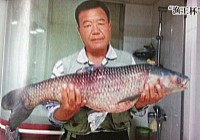 釣鯽魚竟釣上20斤重的大青魚